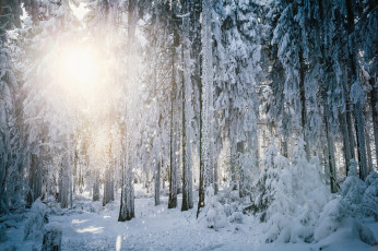 Картинка природа зима свет солнце иней деревья лес гессен германия снег