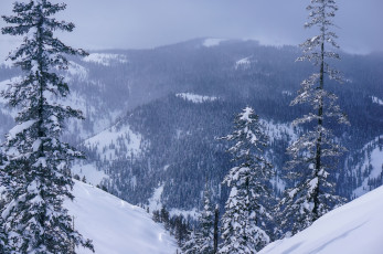 Картинка природа горы лес снег зима россия хабаровский край панорама деревья