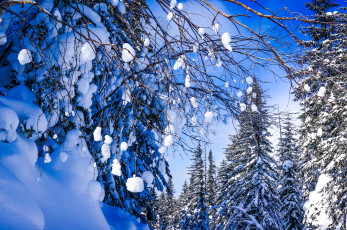 Картинка природа зима деревья лес снег россия хабаровский край ветки