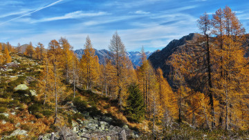 Картинка природа горы осень лес