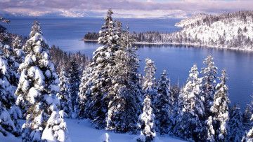 Картинка природа зима лес снег ели