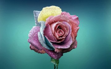 Картинка цветы розы цветная роза капли