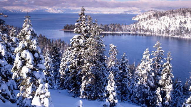 Обои картинки фото природа, зима, лес, снег, ели
