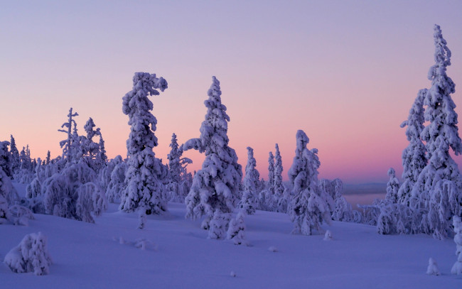Обои картинки фото природа, зима, finland, lapland, levi, закат, деревья, снег, леви, лапландия, финляндия