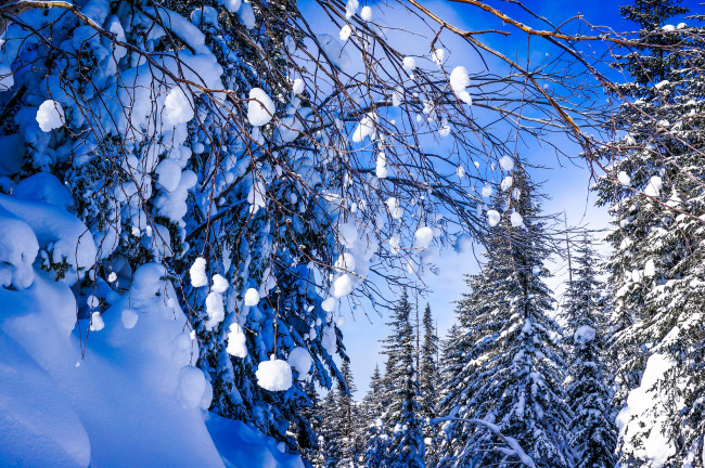 Обои картинки фото природа, зима, деревья, лес, снег, россия, хабаровский, край, ветки