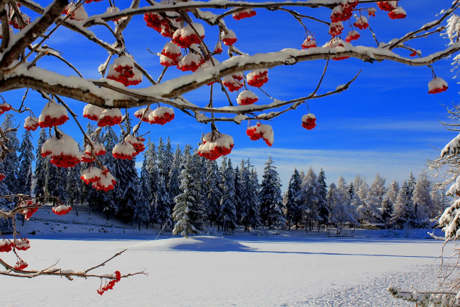Обои картинки фото природа, Ягоды,  калина, деревья, зима, снег, ягоды, рябина, ветки, ели