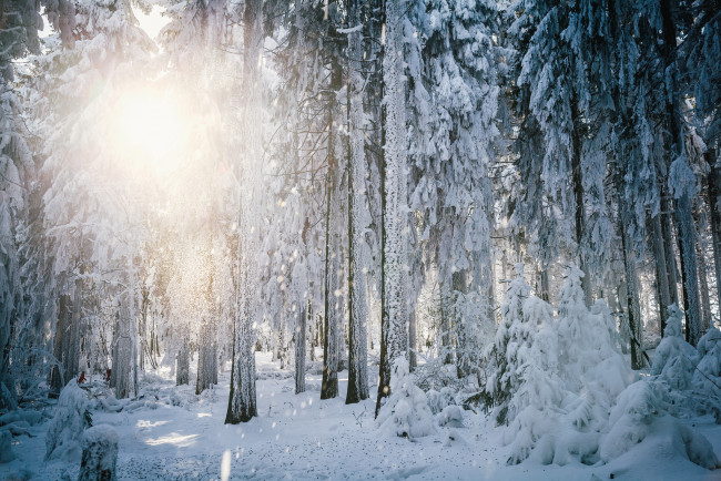 Обои картинки фото природа, зима, свет, солнце, иней, деревья, лес, гессен, германия, снег