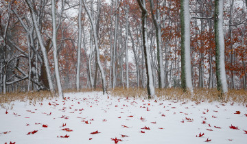 Картинка природа лес зима листья