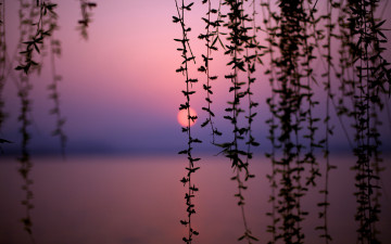 Картинка природа восходы закаты озеро закат силуэт ветки