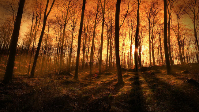 Обои картинки фото природа, лес, закат