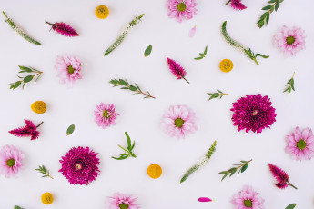 Картинка цветы разные+вместе flowers pink floral хризантемы background