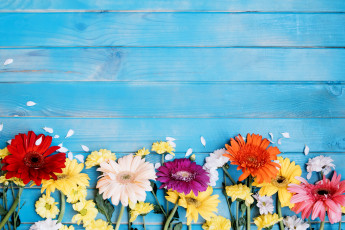 Картинка цветы разные+вместе герберы хризантемы лепестки голубой фон