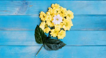 Картинка цветы хризантемы голубой фон листья белые желтые