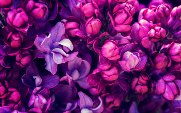 Картинка цветы сирень весна lilac цветение blossom purple spring flowers