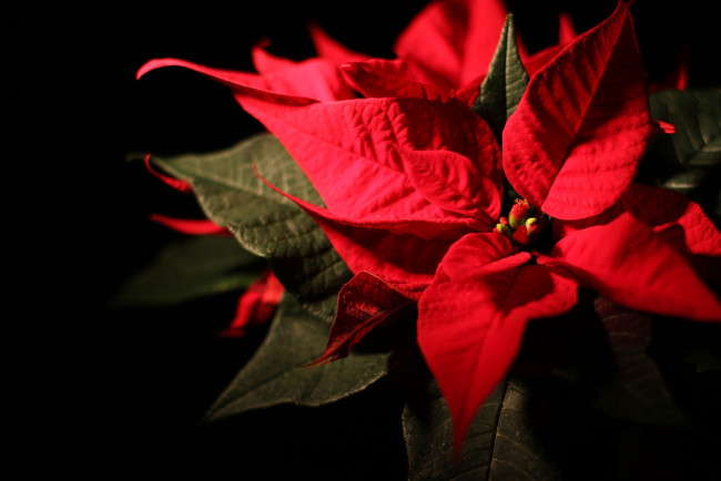 Обои картинки фото цветы, пуансеттия, рождественская, звезда
