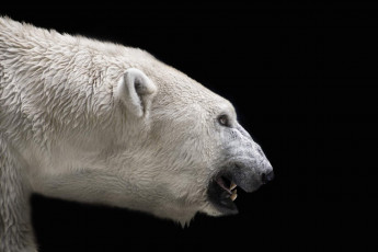 обоя белый полярный медведь, животные, медведи, белый, морда, оскал, полярный, медведь, хищники, медвежьи, млекопитающие, снег, мороз, льды, шерсть, когти, пасть, клыки