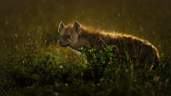 Обои картинки фото гиена, животные, гиены,  гиеновые собаки, hyena, гиеновые, хищник, млекопитающее, шерсть, когти, оскал, зубы, африка