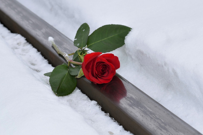 Обои картинки фото цветы, розы, алая, роза, снег