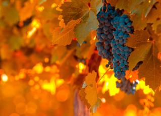 Картинка природа Ягоды виноград гроздь листья