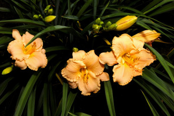 Картинка цветы лилии лилейники лепестки желтый