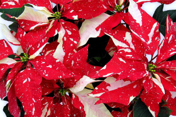 Картинка цветы пуансеттия яркий красно-белый
