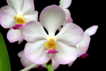 Картинка цветы орхидеи лепестки бледно-розовый