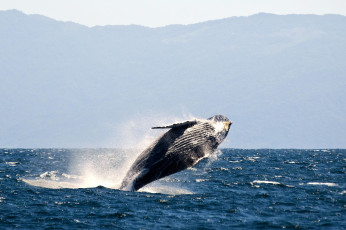 Картинка животные киты кашалоты брызги большой прыжок вода море