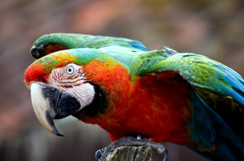 Картинка животные попугаи клюв разноцветный