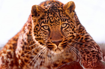Картинка животные леопарды пятна взгляд