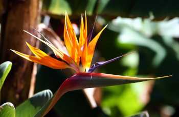 Картинка цветы стрелиция райская птица экзотика тропический хохолок