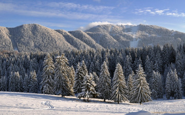 Картинка природа зима горы ели