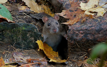 Картинка животные крысы мыши живу я здесь