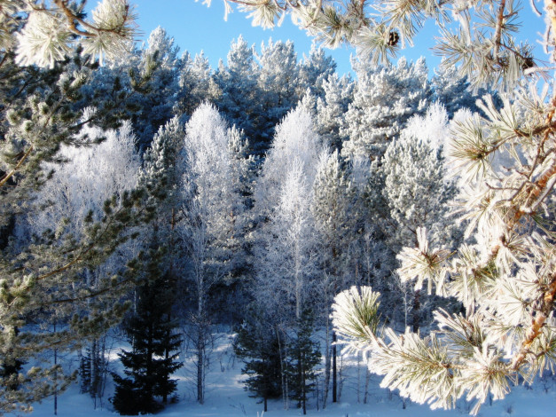 Обои картинки фото природа, зима, иней