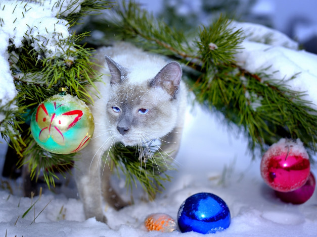 Обои картинки фото животные, коты, шары, новый, год, праздник, кошка, кот