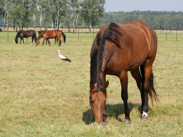 Обои картинки фото животные, разные, вместе, аист, пастбище, трава, лошадь, конь