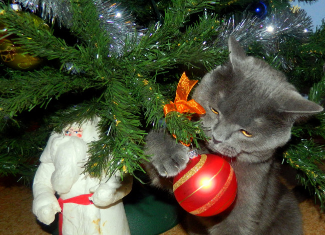 Обои картинки фото животные, коты, кошка, праздник, новый, год, ёлка, дед, мороз, кот