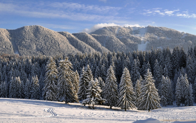 Обои картинки фото природа, зима, горы, ели
