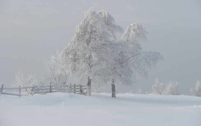 Обои картинки фото природа, зима, снег, туман, деревья