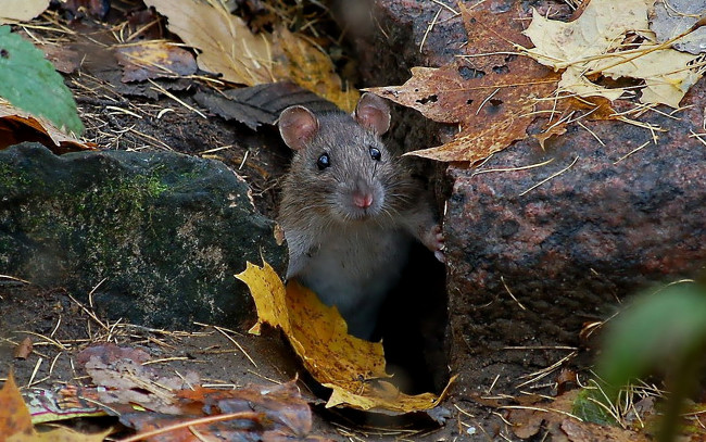 Обои картинки фото животные, крысы, мыши, живу, я, здесь