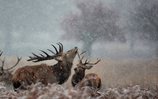 Обои картинки фото животные, олени, олень, снег