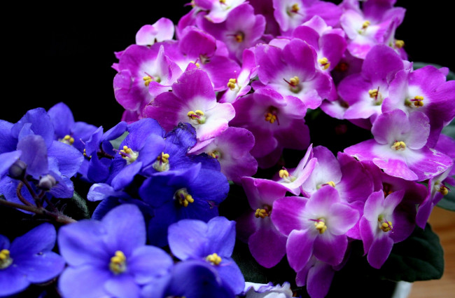 Обои картинки фото цветы, фиалки, розовый, фиолетовый