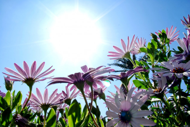 Обои картинки фото цветы, диморфотеки, солнце, небо, сиреневый