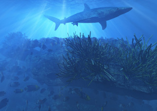 Картинка 3д графика animals животные море акула