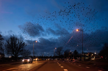 Картинка разное транспортные+средства+и+магистрали птицы голландия дорога машины огни ночь