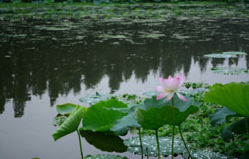 Картинка цветы лотосы водоем лепестки