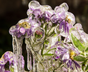 Картинка цветы лёд макро обледенение