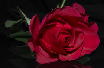 Картинка цветы розы бутон роза красная лепестки