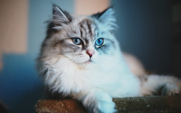 Картинка животные коты кот кошка вальяжность