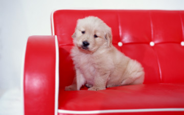 Картинка животные собаки светлый диван красный собака щенок
