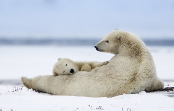 Картинка животные медведи природа холод